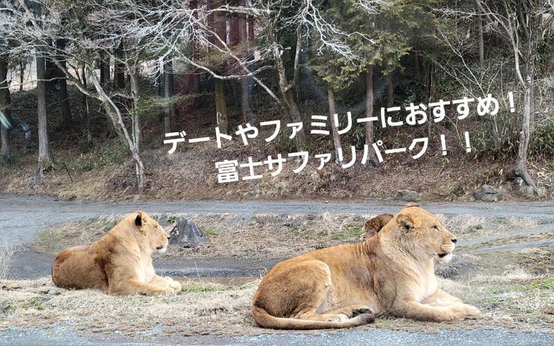 デートやファミリーにおすすめの静岡県の観光スポット富士サファリパーク