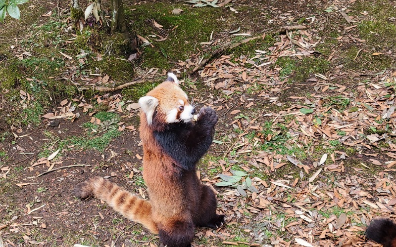 富士サファリパークのレッサーパンダ